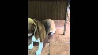 Beagle Dance Scratch