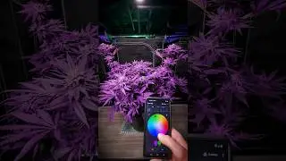 How To Get Purple Plants!