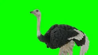 Ostrich run green screen effect