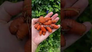 Have you grown this plant? #shorts #gardening #garden #homestead #hawaii #turmeric