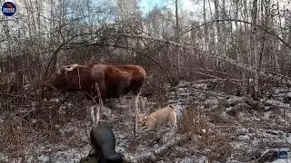 ОХОТА на ЛОСЕЙ со ЗРИТЕЛЯМИ канала. Лоси в шоке!