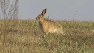 Зайцы-русаки. ( Lepus europaeus )