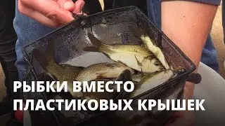 Рыбки вместо пластиковых крышек. 42 тысячи мальков выпустили в Волгу