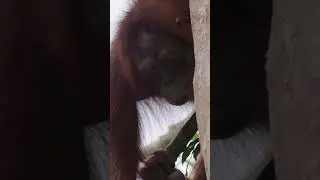 Breakfast Time for Orangutans!  #babyanimal #cuteanimals #orangutan