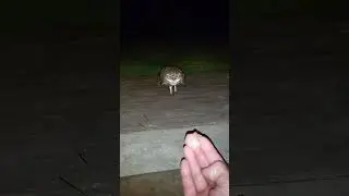 Burrowing Owl Approaches a House to Demand a Quick Snack