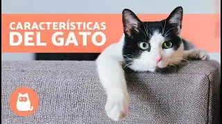 7 CARACTERÍSTICAS de los GATOS 🐱 (Origen, Características Físicas, Personalidad y Razas)