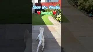 Slow Mo Westie | Dasher my West Highland White Terrier ❤️🐾 #westie #westhighlandwhiteterrier #dogs