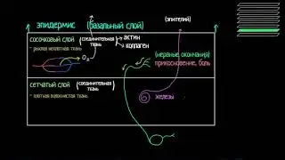 Строение дермы и подкожно-жировой клетчатки (видео 3) | Анатомия человека | Биология