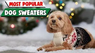 Sweater Weather Woof! Top Dog Sweaters for Cozy & Adorable Winter Walks