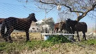 Видео об ИЕРАРХИИ в табуне ЛОШАДЕЙ