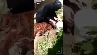 woman slaughter goat