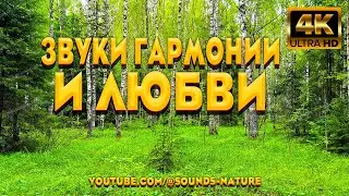 Пение Птиц - Это Звуки Гармонии И Любви, Которые Подарят Вам Незабываемые Ощущения.