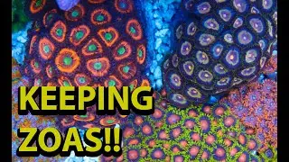 The Secret to Keeping Zoanthids