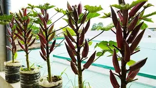 How I Grow Okra In Plastic Bottle! Big Pods And Lots Of Them!