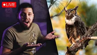 Editando fotos de vida salvaje EN DIRECTO! 🔴📸🦉