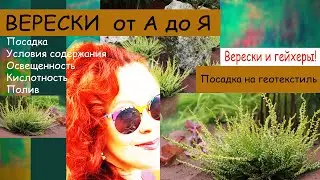 Вереск. Посадка на геотекстиль. Все о вересках. Деление гейхеры.