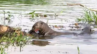 A giant river otter. Or as I like to call them...the honey badgers of the river! SAVAGES!