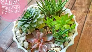 Красивый мини-садик из суккулентов: быстро и просто / DIY / succulents