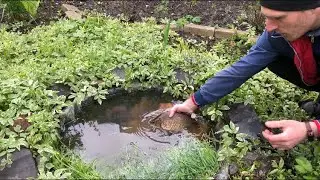 Выпускаем карасей в садовое  маленькое озерцо