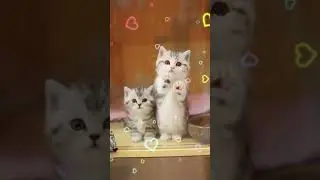 тегов нет