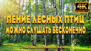 Пение Лесных Птиц, Можно Слушать Бесконечно. Оно Поможет Вам Расслабиться И Забыть О Проблемах.