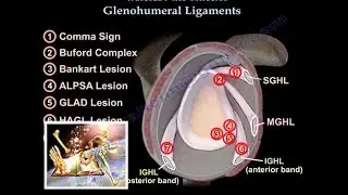 Glenohumeral Ligaments, ligaments of the shoulder - Everything You Need To Know - Dr. Nabil Ebraheim