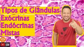 Glândulas Exócrinas, Endócrinas e Mistas - Tecido Epitelial Glandular - Histologia Animal