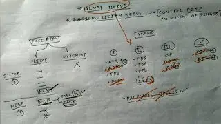 Ulnar Nerve- 1, Muscular Branches Overview (Chart) | TCML