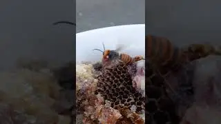 Giant Hornet's Struggle: Too Much Meat to Fly