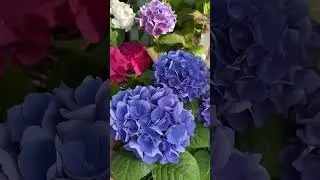 Гортензия крупнолистная 🌸 название сортов 🌸🌼🌺