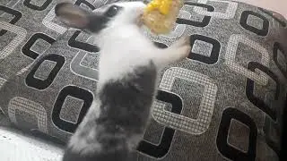 MY CUTE BUNNY EATING CORN | KAWAI