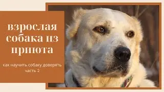 Взрослая собака из приюта | Часть 2 – Как научить собаку доверять