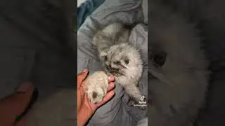What a strange question to ask #cat #pets #hamster
