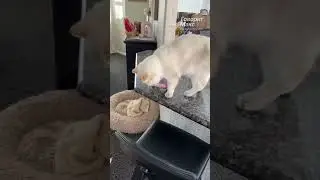 Кот помогает собаке воровать еду со стола - Хэмми и Оливия - 