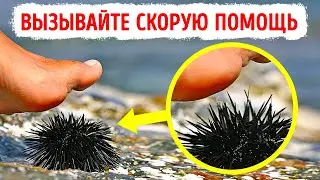 Морские существа, с которыми вы не хотите встречаться никогда