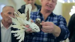 Выставка узбекских двухчубых голубей в Новосибирске Сибирь (23.11.2024)