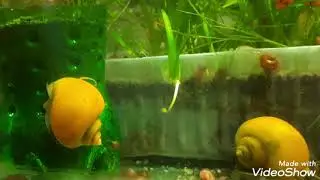 Apple Or Mystery Snail Eggs Farming Breeding For Aquarium Part 1