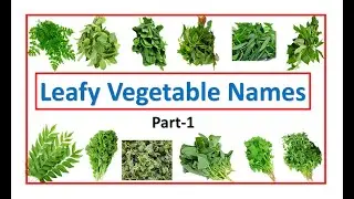 leafy vegetable names | names of leafy vegetables | leafy veggies | #leafy# |  #EToddlers