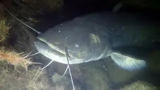 Silurus glanis - Wels - Waller - European catfish - bagre europeu