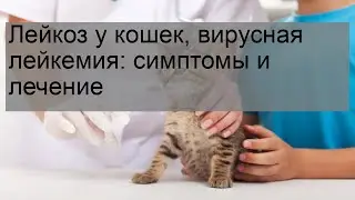 Лейкоз у кошек, вирусная лейкемия: симптомы и лечение