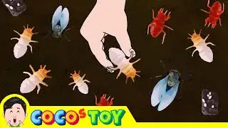 Let's raise cicada larvae in my flower pot!｜Insect names for children｜CoCosToy