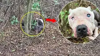 Blind and Injured, she begged the owner who took her puppies not to leave her there.