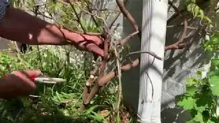 How to tame a Wisteria and revive an old Wisteria