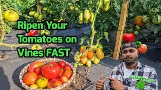 How To Get Tomatoes To Ripen Faster 🍅#tomato #gardening #greentgarden