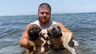 Yavruların HEPSİNİ DENİZE GÖTÜRÜP YÜZMEYİ ÖĞRETTİM!