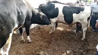Сейшанба Шахидон мол бозори нархлари