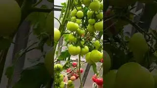 🍅🍅🍅 РАННИЙ УРОЖАЙ ТОМАТОВ В ТЕПЛИЦЕ 26 ИЮНЯ.