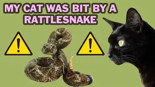 My Cat Got Bit By a Rattlesnake (and Survived!)