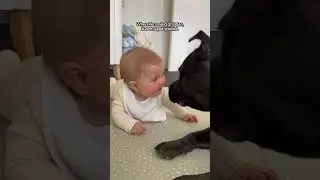 Staffie Learns To Share Parents With Baby Brother | The Dodo