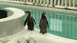 Penguin Enclosure at Wingham Wildlife Park